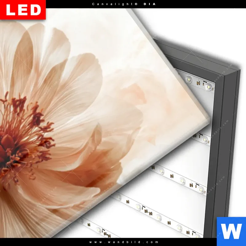 Wechselmotiv Acrylglas Canvalight® DIA | Pfingstrosen im Morgenlicht | Schmal