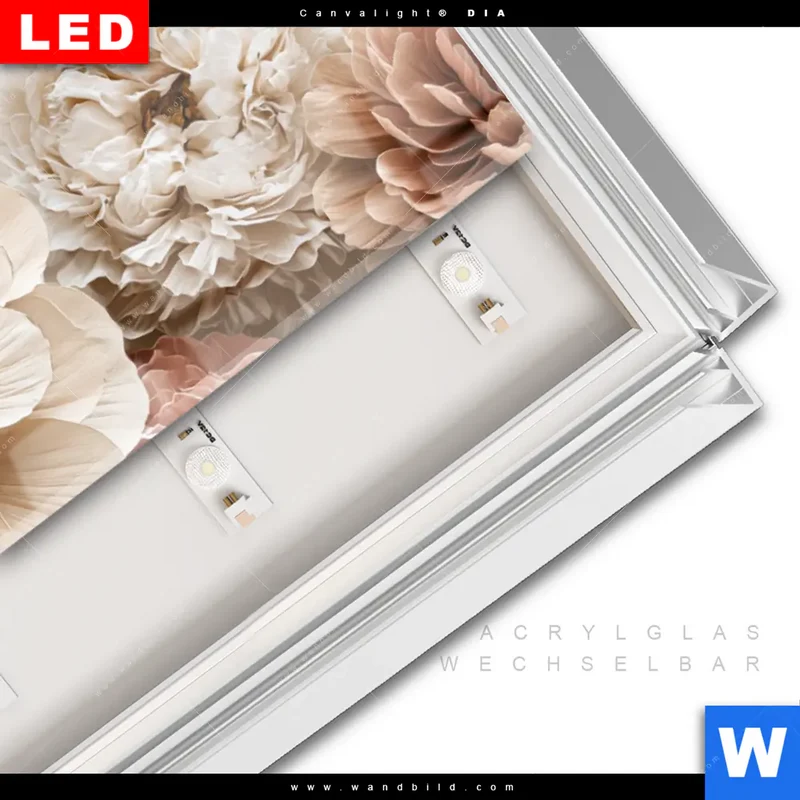 Leuchtbild Acrylglas Canvalight® DIA | Rosé Garden | Panorama