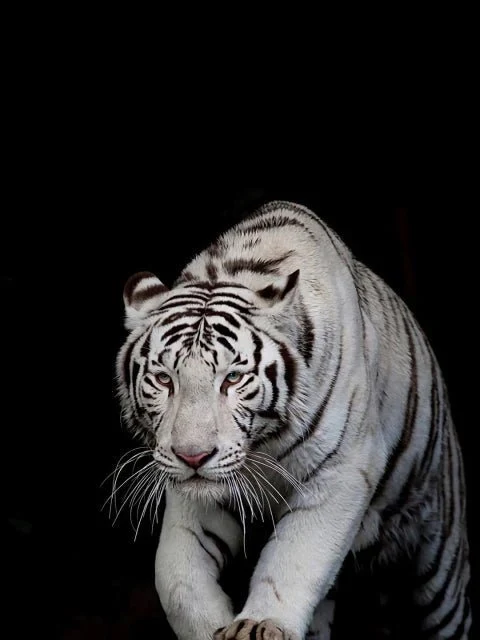 Fast weisser Tiger - 5D DIY Diamond Painting