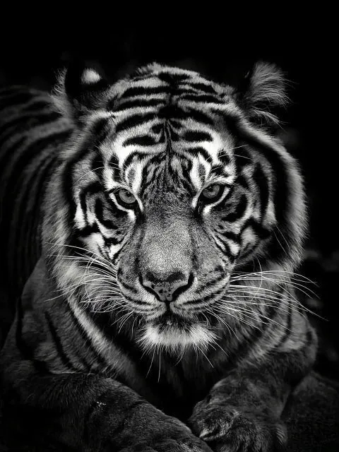 Schwarz/Weisser Tigerkopf - 5D DIY Diamond Painting