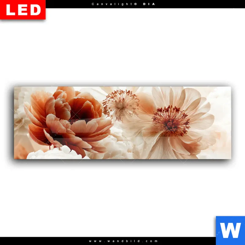 Wechselmotiv Acrylglas Canvalight® DIA | Pfingstrosen im Morgenlicht | Panorama