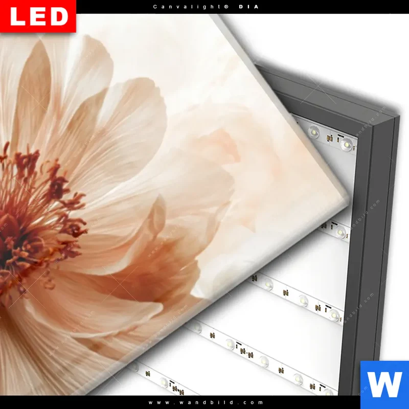 Wechselmotiv Acrylglas Canvalight® DIA | Pfingstrosen im Morgenlicht | Panorama