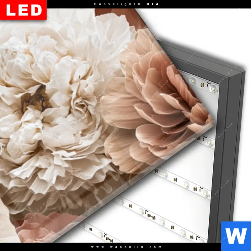 Wechselmotiv Acrylglas Canvalight® DIA | Rosé Garden | Panorama