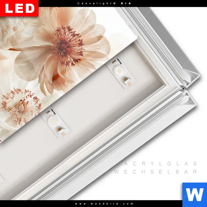 Leuchtbild Acrylglas Canvalight® DIA | Pfingstrosen im Morgenlicht | Quadrat