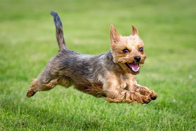Yorkie Fly PIX-1188
