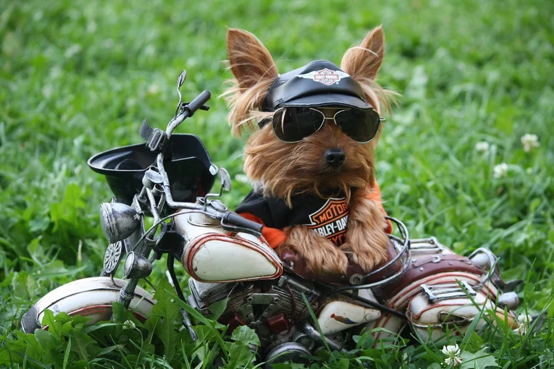 Yorkie Motorized New PIX-1190