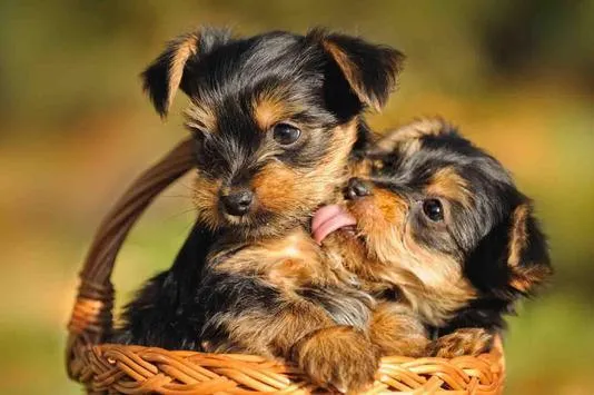 Yorkie Cute Love PIX-1192