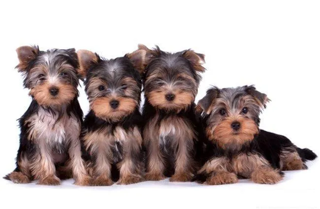 Yorkshire Terrier Belgisch PIX-380
