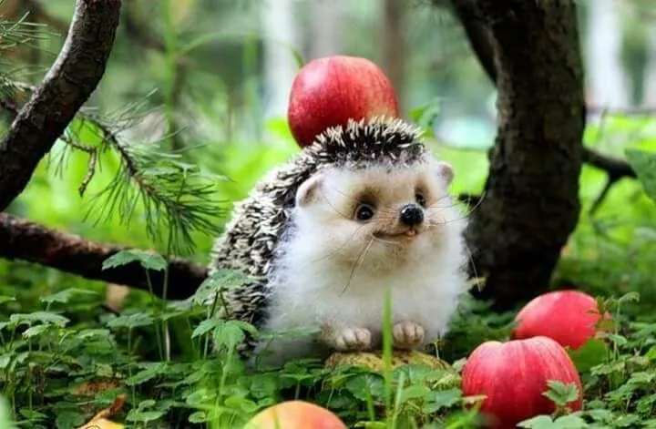 Cute Hedgehog Forest Apple Tree PIX-403