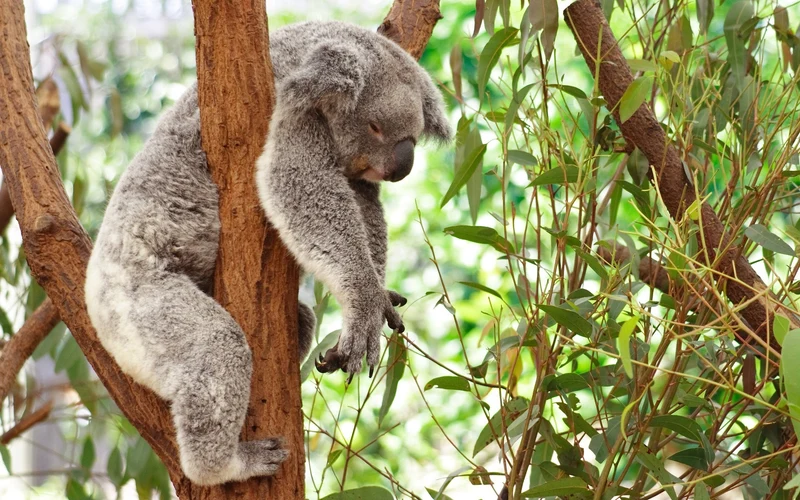 Koala Sleep PIX-383