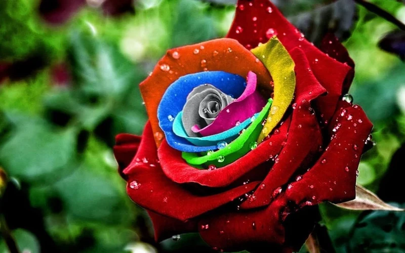 Rainbow Flowers PIX-773