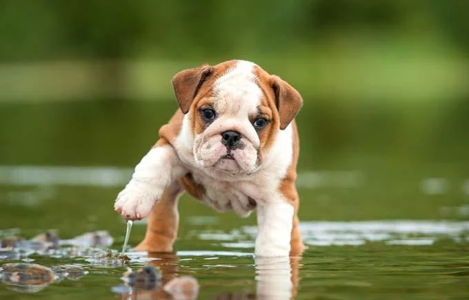 Puppies Bulldog Lover PIX-377
