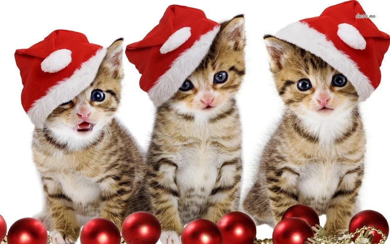 Christmas Cat PIX-361