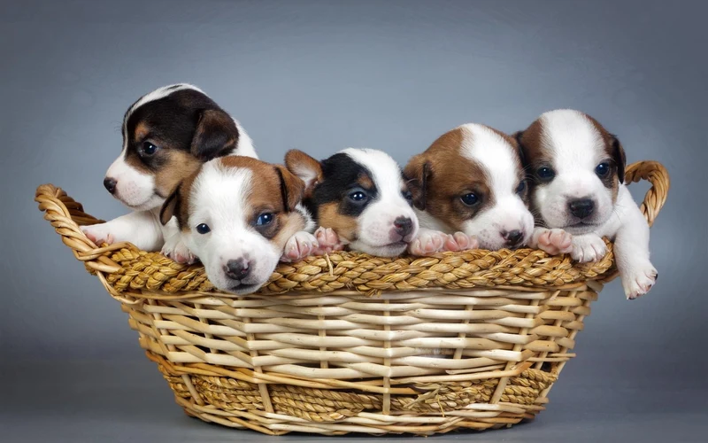Puppies Lover PIX-376