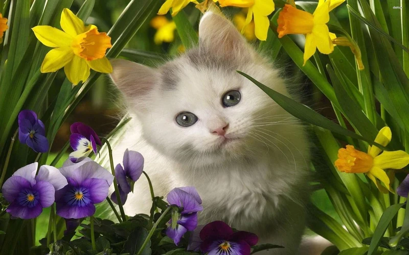Cat PIX-1397