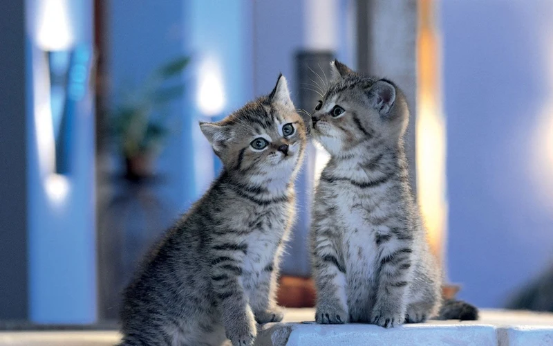 Cat PIX-1401