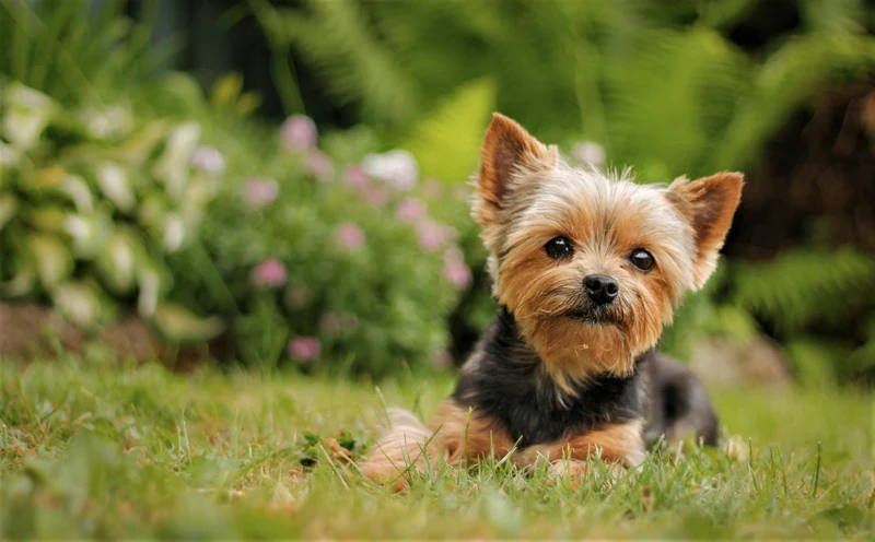 Yorkie Cute PIX-1191