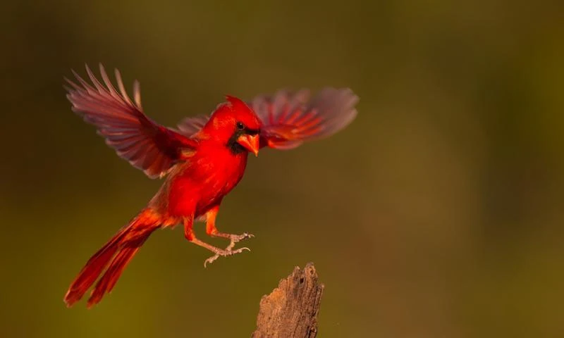 Cardinal In Flight PIX-538