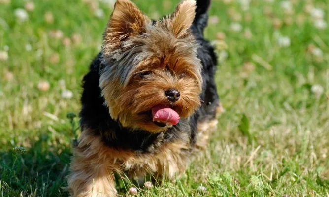 Yorkie Funny PIX-1194