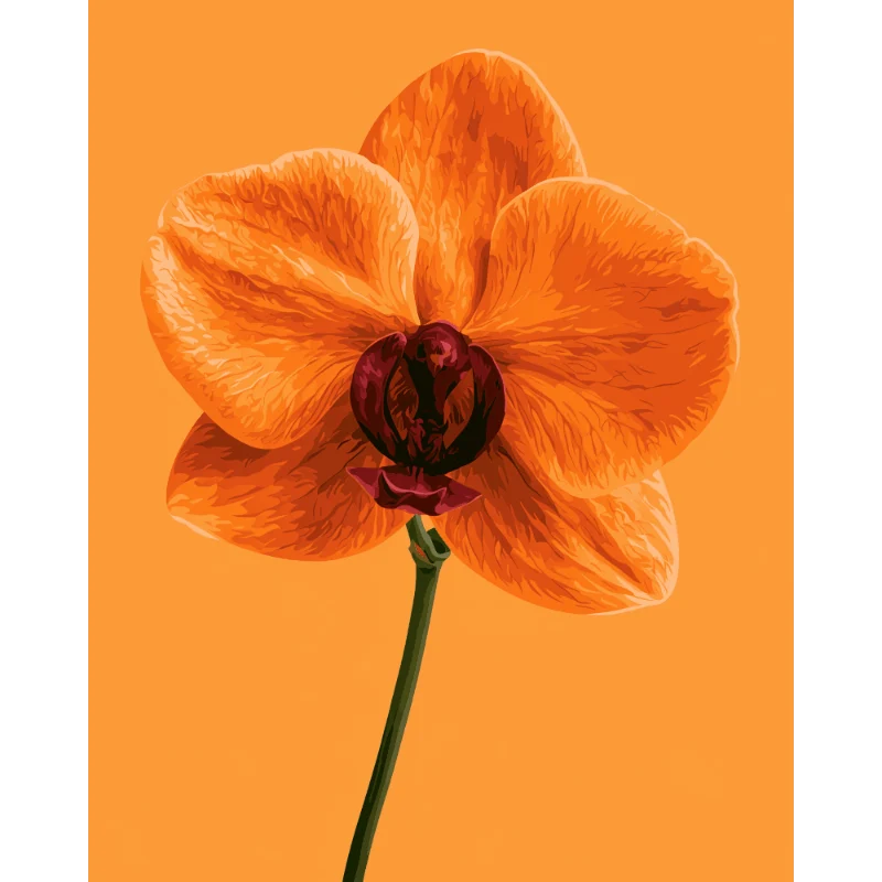 Mandarinen-Orchidee
