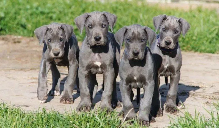 Great Dane Puppy PIX-1186