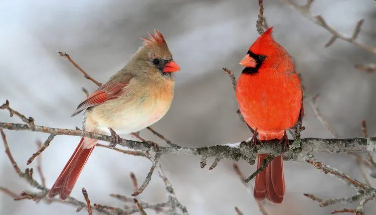 Cardinal Pair PIX-533