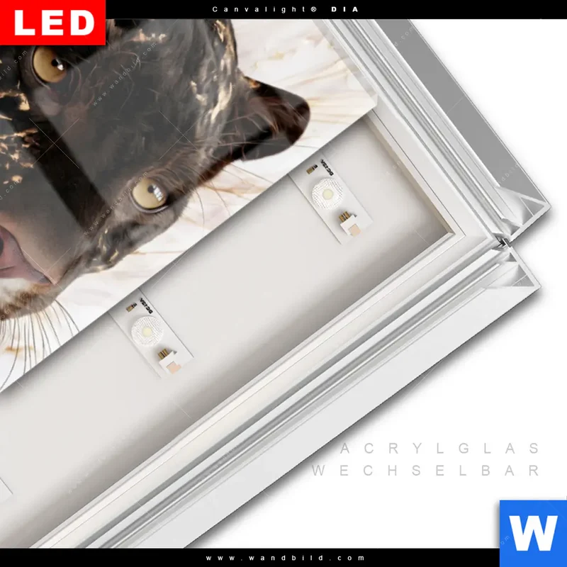 Leuchtbild Acrylglas Canvalight® DIA | Panther Glow | Schmal