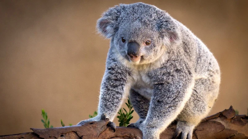 Koala In The Tree PIX-382
