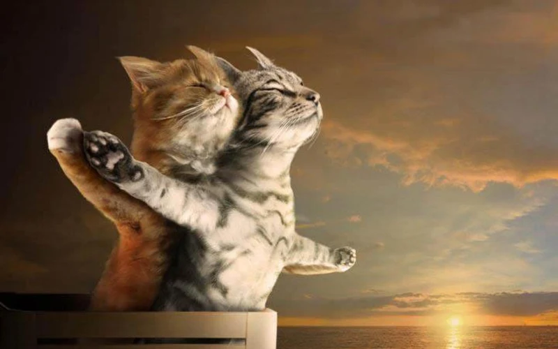 Cat PIX-1323