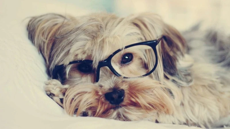 Yorkie Study PIX-1193