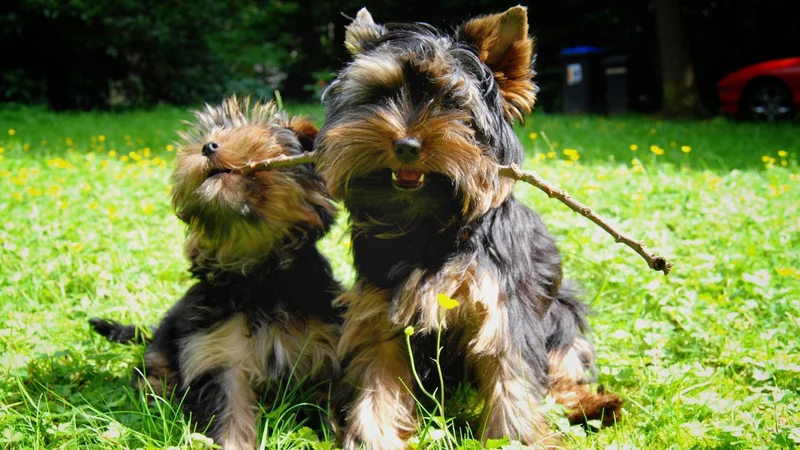 Yorkie Playing PIX-1187