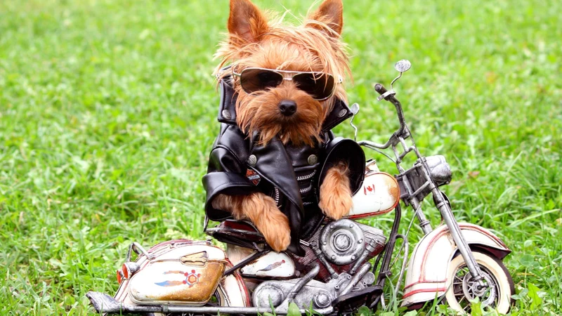 Yorkie Motorized PIX-1189