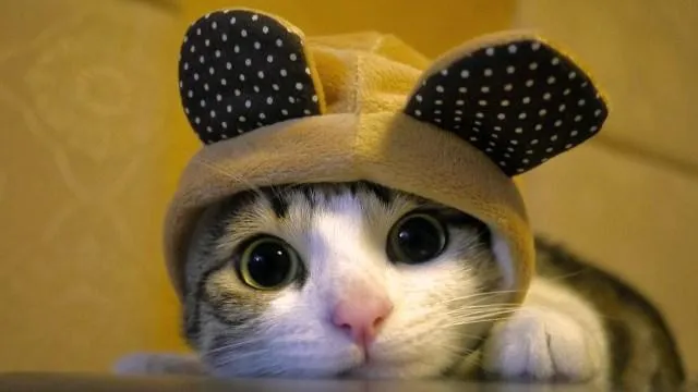 Cat PIX-1393