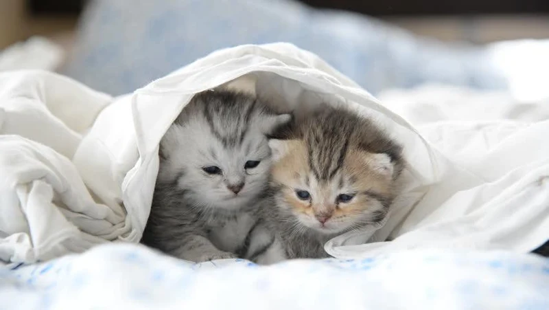 Cat PIX-1322