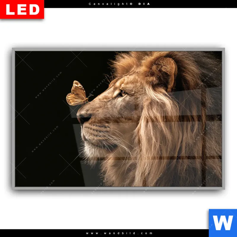 Leuchtbild Acrylglas Canvalight® DIA | Löwe & Schmetterling | Querformat
