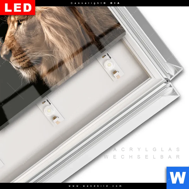 Leuchtbild Acrylglas Canvalight® DIA | Löwe & Schmetterling | Querformat