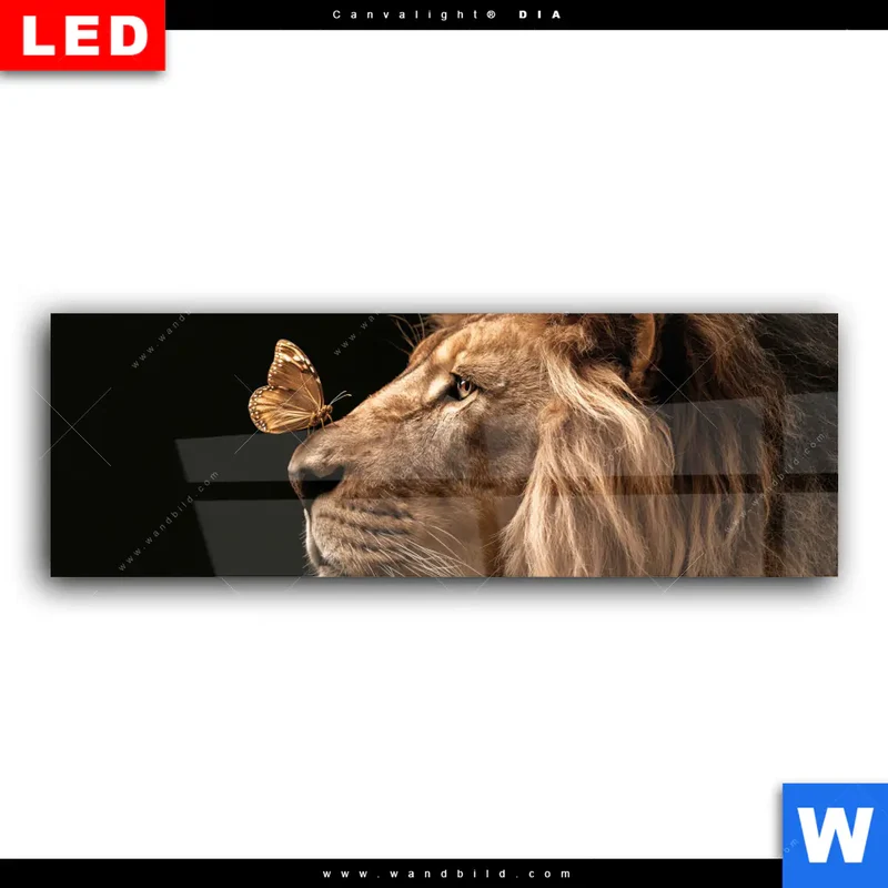 Wechselmotiv Acrylglas Canvalight® DIA | Löwe & Schmetterling | Panorama