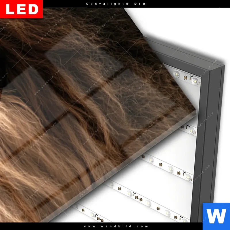 Wechselmotiv Acrylglas Canvalight® DIA | Löwe & Schmetterling | Panorama
