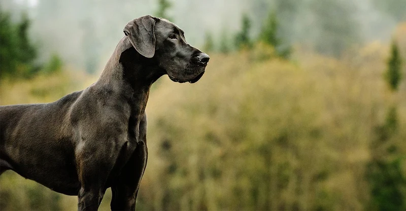 Great Dane See PIX-1185