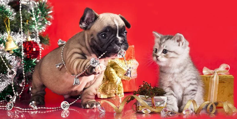 Dog And Cat Christmas PIX-469
