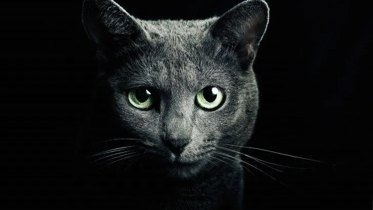 Cat PIX-1396