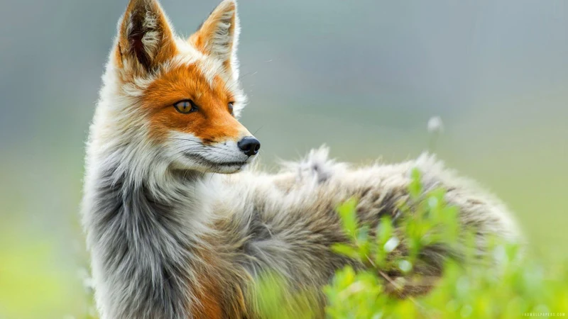 Fox White PIX-365