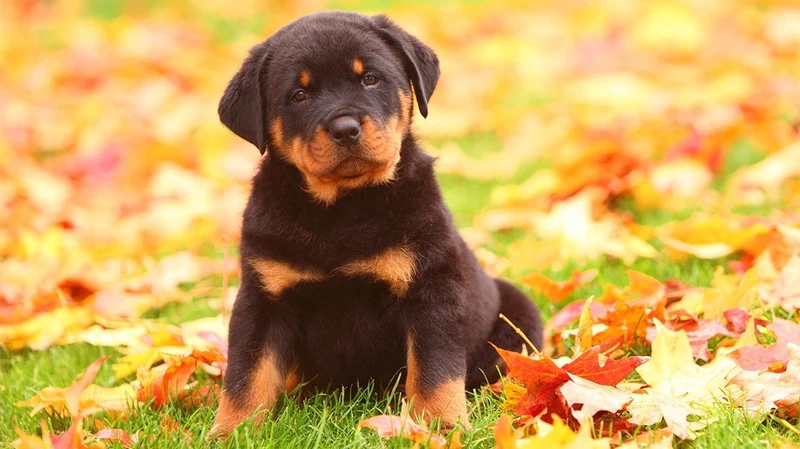 Rottweiler Puppy Lover PIX-378