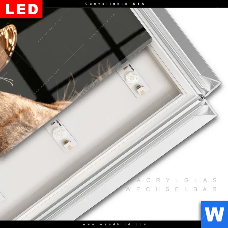 Leuchtbild Acrylglas Canvalight® DIA | Löwe & Schmetterling | Schmal