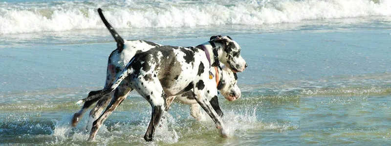 Great Dane Beach PIX-1184