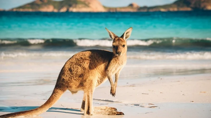 Kangaroo Island PIX-560