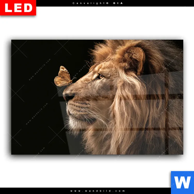 Wechselmotiv Acrylglas Canvalight® DIA | Löwe & Schmetterling | Querformat