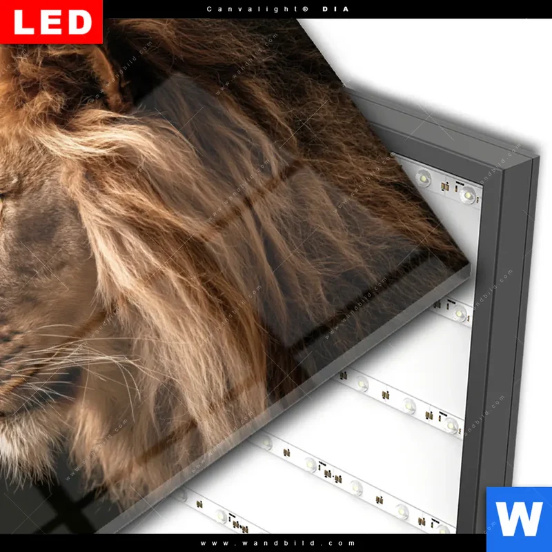Wechselmotiv Acrylglas Canvalight® DIA | Löwe & Schmetterling | Querformat