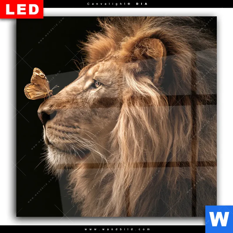 Wechselmotiv Acrylglas Canvalight® DIA | Löwe & Schmetterling | Quadrat