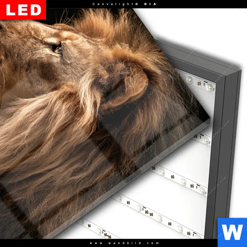 Wechselmotiv Acrylglas Canvalight® DIA | Löwe & Schmetterling | Quadrat
